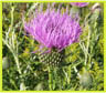   (Blessed Thistle)