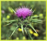   (Holy Thistle)